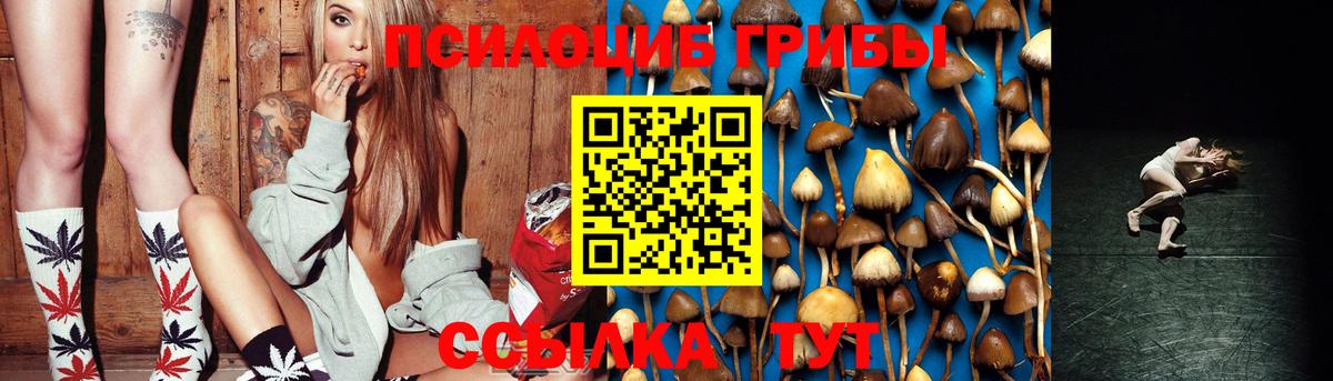 Галлюциногенные грибы Psilocybe Усть-Джегута